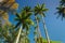 Imperial Palm Trees in the Botanical Garden