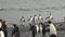 Imperial penguins background of diving seals in ocean of Falkland Islands.