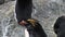 Imperial penguins jump on rocky ocean coast of Falkland Islands in Antarctica.