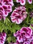 Imperial Regal Geranium, Pelargonium grandiflorum \'Imperial\' Purple White