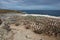 Imperial Shag Colony - Falkland Islands