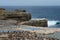 Imperial Shag Colony - Falkland Islands