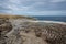 Imperial Shag Colony - Falkland Islands