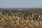 Imperial Shag colony - Falkland Islands