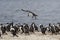 Imperial Shag coming into land - Falkland Islands