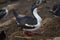 Imperial Shag on the Falkland Islands