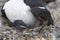 Imperial Shag - Falkland Islands