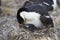 Imperial Shag - Falkland Islands