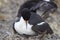 Imperial Shag - Falkland Islands