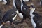 Imperial Shag feeding its chick - Falkland Islands