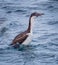 Imperial Shag, Phalacrocorax atriceps, cormorant in flight, dark blue sea and sky, Falkland Islands