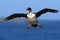 Imperial Shag, Phalacrocorax atriceps, cormorant in flight, dark blue sea and sky, Falkland Islands