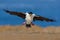 Imperial Shag, Phalacrocorax atriceps, cormorant in flight, dark blue sea and sky, Falkland Islands. Action wildlife scene from na