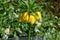 Imperialis Fritillaria Yellow imperial Lily