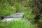 The impetuous forest stream, carries its waters through the banks overgrown with grass. Sema, Altai, Siberia, Russia. Close-up