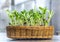 Implant sunflower sprouts in a rattan textile