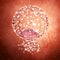 An implanted blastocyst