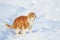 Important bright red cat walking on the white snow pacing among