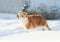 Important bright red cat walking on the white snow pacing among