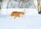Important bright red cat walking on the white snow pacing among