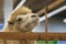 Important funny face of camel protrudes through a wooden fence inside the farm.