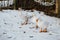 Important looking ducks going around their territory in Shevchenkivskyi Hai Lviv