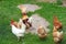 An important rooster leads his chickens for a walk. Agricultural industry. The farming of chickens. The production of eggs