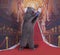 Important Scottish Fold cat on the red carpet