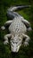 Imposing alligator sprawls gracefully, embodying strength and serenity