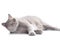 Imposing british cat on a white background