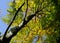 Imposing deciduous tree with autumnal canopy in full sun