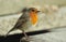 Imposing Robin (Erithacus rubecula)