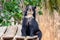 Imposing spectacled bear sitting looking straight ahead in closeup and portrait.