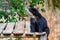 Imposing spectacled bear sitting looking straight ahead in closeup and portrait