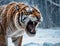 Imposing Tiger in the snow.