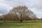 Imposing tree set in green grass field with grey cloudy sky background.