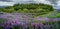 Impossible Iceland - panoramic view of meadow field with violet lupin and forest at South-East Iceland