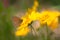 Impression of Butterfly on yellow daisies