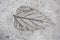 Impression of a filigree  leaf