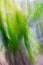 Impressionism in nature palm fronds in blur