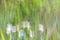 Impressionist arum lilies among long grass background