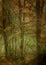 Impressionist ICM Image of Forrest and Undergrowth