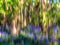 Impressionist Image of a Bluebell Wood