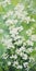 Impressionist Landscape Painting Of White Flowers On Green Background