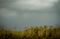 Impressionist landscape with wild herbs and cloudy sky