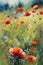 impressionist watercolor style painting of poppies and wildflowers in a summer meadow