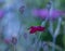 Impressionistic macro of a wide open purple red blooming crown campion on pastel colored natural background