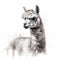 Impressionistic Realistic Alpaca in Blackwork Style on White Background for Invitations and Posters.