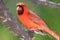 Impressionistic Style Artwork of an Alert Northern Cardinal Perched in a Tree
