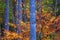 Impressionistic Style Artwork of Autumn Colors Hidden Deep in the Green Forest